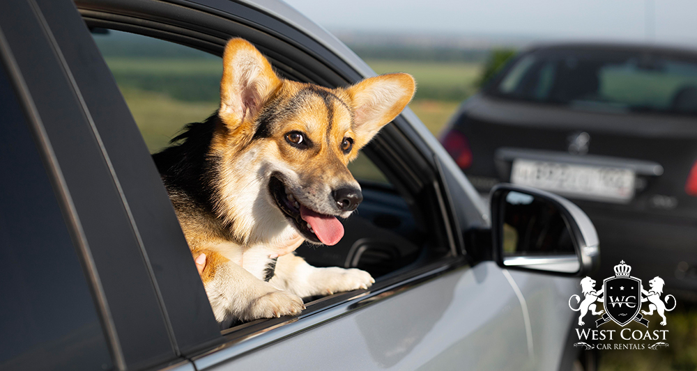 Should Pets Be In The Front Seat